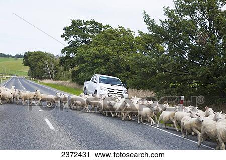 Stock Image - Cars Encounter A Traffic Jam Of Sheep, Which Is A Common Sight On The Road South Towards Invercargill; New Zealand. Fotosearch