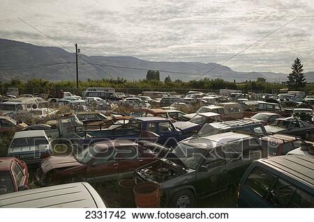 Cars In Junkyard; British Columbia, Canada View Large Photo Image Stock Image - Cars In Junkyard; British Columbia, Canada. Fotosearch