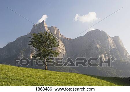 Stock Photograph - Castelrotto, Alto Adige, Italy; Tree In A Meadow With Mountains In Background. Fotosearch