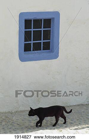 Cat And Blue Window View Large Photo Image Stock Photo - Cat And Blue Window. Fotosearch