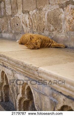 Cat Asleep In The Rectors Palace Dubrovnik, Croatia View Large Photo Image Stock Photo - Cat Asleep In The Rectors Palace Dubrovnik, Croatia. Fotosearch