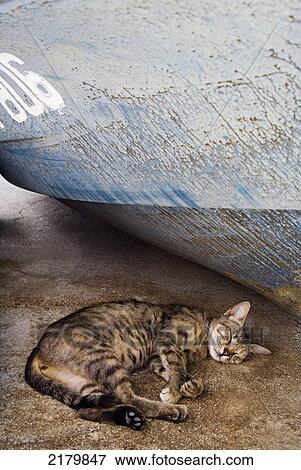 Stock Photo - Cat Asleep Under Fising Boat, Kotor Monte. Tif. Fotosearch