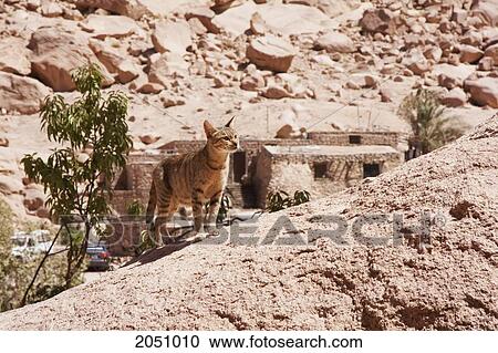 Cat At Saint Catherine's Monastery, South Sinai, Egypt View Large Photo Image Stock Image - Cat At Saint Catherine's Monastery, South Sinai, Egypt. Fotosearch