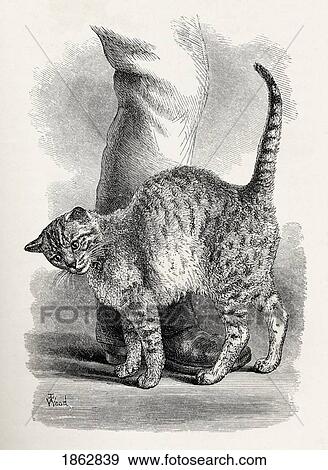 Stock Photo - Cat In An Affectionate Frame Of Mind. Illustration By Mr Wood From The Book The Expression Of The Emotions In Man And Animals By Charles Darwin, Published 1904.. Fotosearch