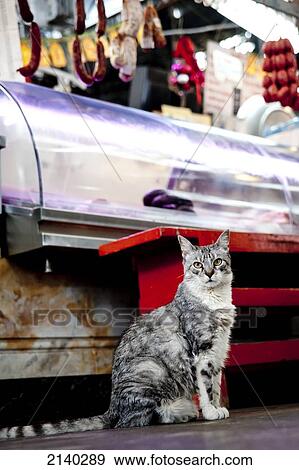 Stock Photo - Cat In Front Of A Butcher In Mercado De San Telmo, San Telmo, Buenos Aires, Argentina. Fotosearch