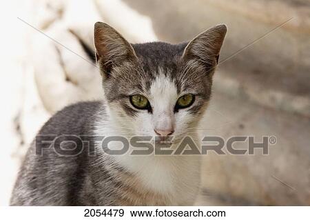 Cat In The Open Air Museum At Kom El-Dikka Archaeological Site, Alexandria, Al Iskandariyah, Egypt View Large Photo Image Stock Photo - Cat In The Open Air Museum At Kom El-Dikka Archaeological Site, Alexandria, Al Iskandariyah, Egypt. Fotosearch