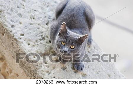 Cat, Mdina, Malta View Large Photo Image Stock Image - Cat, Mdina, Malta. Fotosearch