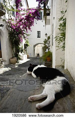 Cat Resting On Step View Large Photo Image Stock Photograph - Cat Resting On Step. Fotosearch