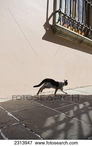 Stock Photo - Cat running beneath old wrought iron window; Guanajuato, Guanajuato, Mexico. Fotosearch