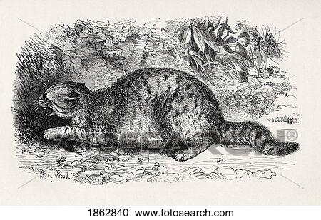 Cat, Savage And Prepared To Fight. Illustration Drawn From Life By Mr. Wood From The Book The Expression Of The Emotions In Man And Animals By Charles Darwin, From The Popular Edition Published 1904. View Large Photo Image Stock Image - Cat, Savage And Prepared To Fight. Illustration Drawn From Life By Mr. Wood From The Book The Expression Of The Emotions In Man And Animals By Charles Darwin, From The Popular Edition Published 1904.. Fotosearch