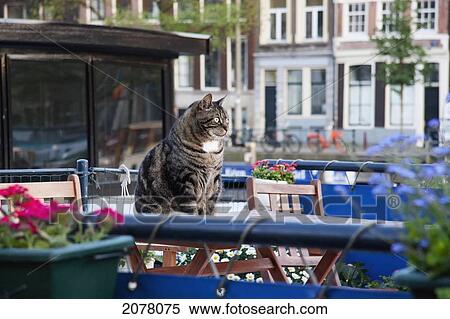Cat Sitting On A Houseboat, Amsterdam, Netherlands View Large Photo Image Stock Photography - Cat Sitting On A Houseboat, Amsterdam, Netherlands. Fotosearch