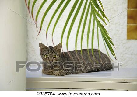 Cat Sitting On A Ledge; Cupecoy, St. Martin, French West Indies View Large Photo Image Picture - Cat Sitting On A Ledge; Cupecoy, St. Martin, French West Indies. Fotosearch