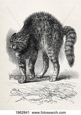 Stock Image - Cat Terrified At A Dog. Illustration From Life By Mr. Wood From The Book The Expression Of The Emotions In Man And Animals By Charles Darwin, From The Popular Edition Published 1904.. Fotosearch