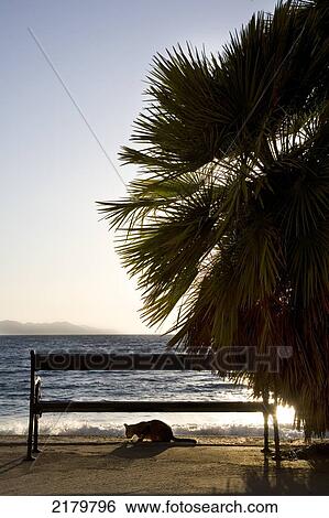 Stock Photograph - Cat under a seafront bench at sunset; Island of Lopud, Croatia. Fotosearch