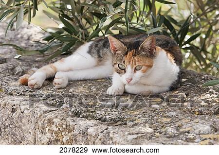 Cat, Victoria (Rabat), Gozo Island, Malta View Large Photo Image Stock Photo - Cat, Victoria (Rabat), Gozo Island, Malta. Fotosearch