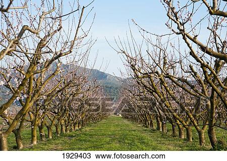 Stock Image - Catalonia, Spain. Fotosearch