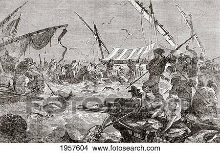 Picture - Catching Tuna Fish Using The Almadraba System. Here Used By French Fishermen On The Provence Coast In The 19Th Century. Still Used In Spain, Today. From L'univers Illustre Published In Paris In 1868.. Fotosearch