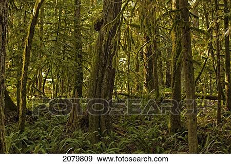Cathedral Grove, British Columbia. View Large Photo Image Stock Photo - Cathedral Grove, British Columbia.. Fotosearch