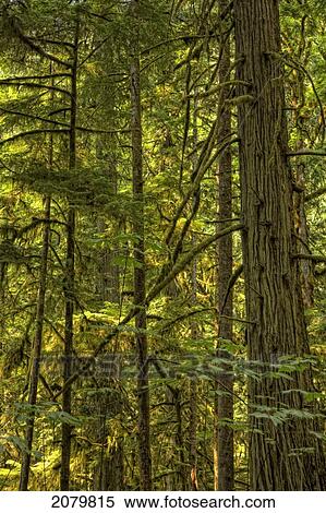 Stock Photography - Cathedral Grove, British Columbia.. Fotosearch