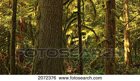 Cathedral Grove, Macmillan Provincial Park, Vancouver Island, British Columbia, Canada View Large Photo Image Stock Photograph - Cathedral Grove, Macmillan Provincial Park, Vancouver Island, British Columbia, Canada. Fotosearch