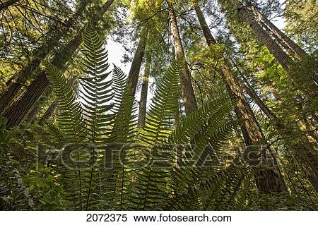 Cathedral Grove, Macmillan Provincial Park, Vancouver Island, British Columbia, Canada View Large Photo Image Stock Photography - Cathedral Grove, Macmillan Provincial Park, Vancouver Island, British Columbia, Canada. Fotosearch
