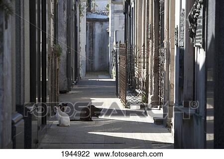 Stock Image - Cats at the Cementerio de la Recoleta, Buenos Aires, Capital Federal, Argentina. Fotosearch