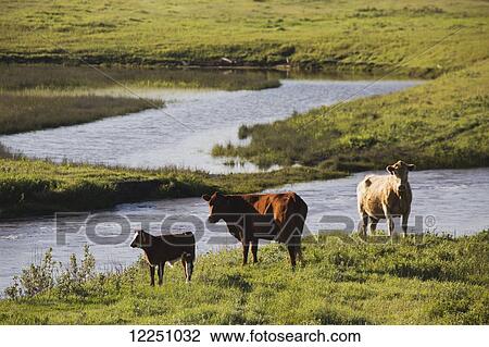 Stock Image - Cattle along a hillside creek bank grazing; Alberta, Canada. Fotosearch