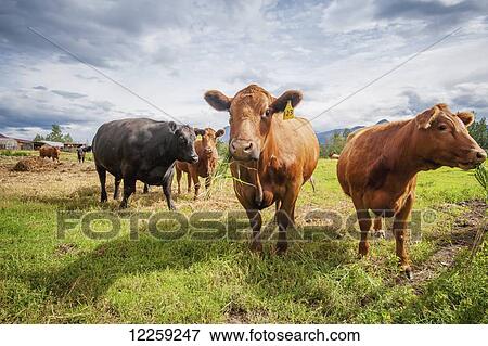 Stock Photo - Cattle (Bos primigenius) eating grass; Palmer, Alaska, United States of America. Fotosearch
