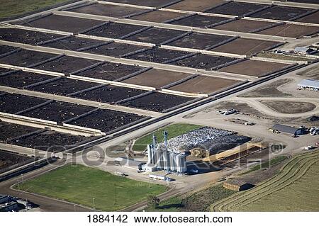 Cattle Feedlot; Alberta, Canada View Large Photo Image Stock Image - Cattle Feedlot; Alberta, Canada. Fotosearch