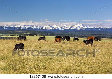 Cattle grazing in a field with rolling green hills, snow covered mountains, blue sky and clouds in the background; Alberta, Canada View Large Photo Image Stock Photo - Cattle grazing in a field with rolling green hills, snow covered mountains, blue sky and clouds in the background; Alberta, Canada. Fotosearch