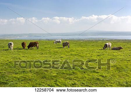 Cattle grazing in grass field with bay in the distance and clouds with blue sky; Liscannor, County Clare, Ireland View Large Photo Image Picture - Cattle grazing in grass field with bay in the distance and clouds with blue sky; Liscannor, County Clare, Ireland. Fotosearch