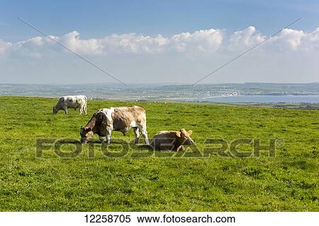 Cattle grazing in grass field with bay in the distance and clouds with blue sky; Liscannor, County Clare, Ireland View Large Photo Image Stock Photography - Cattle grazing in grass field with bay in the distance and clouds with blue sky; Liscannor, County Clare, Ireland. Fotosearch