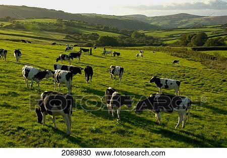 Stock Image - Cattle Grazing In North Exmoor, Devon, Uk. Fotosearch