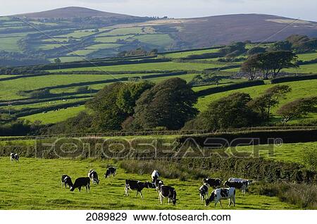 Stock Photo - Cattle Grazing In North Exmoor, Devon, Uk. Fotosearch