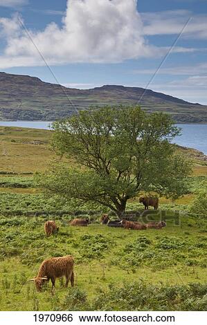 Cattle Grazing On A Grassy Field At The Water's Edge; Ardnamurchan Argyl Scotland View Large Photo Image Stock Photograph - Cattle Grazing On A Grassy Field At The Water's Edge; Ardnamurchan Argyl Scotland. Fotosearch