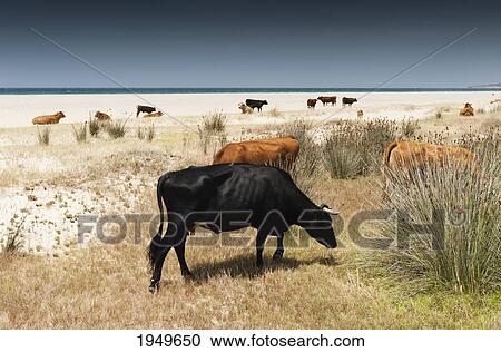Cattle Grazing On Los Lances Beach; Tarifa Cadiz Andalusia Spain View Large Photo Image Stock Image - Cattle Grazing On Los Lances Beach; Tarifa Cadiz Andalusia Spain. Fotosearch