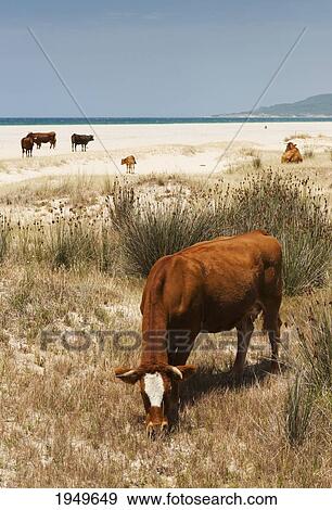 Cattle Grazing On Los Lances Beach; Tarifa Cadiz Andalusia Spain View Large Photo Image Stock Photo - Cattle Grazing On Los Lances Beach; Tarifa Cadiz Andalusia Spain. Fotosearch