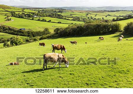 Cattle grazing on lush green hilly pastures with trees separating fields; County Kerry, Ireland View Large Photo Image Stock Image - Cattle grazing on lush green hilly pastures with trees separating fields; County Kerry, Ireland. Fotosearch