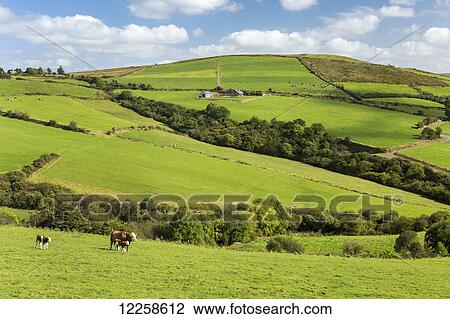 Cattle grazing on lush green hilly pastures with trees separating fields; County Kerry, Ireland View Large Photo Image Stock Image - Cattle grazing on lush green hilly pastures with trees separating fields; County Kerry, Ireland. Fotosearch