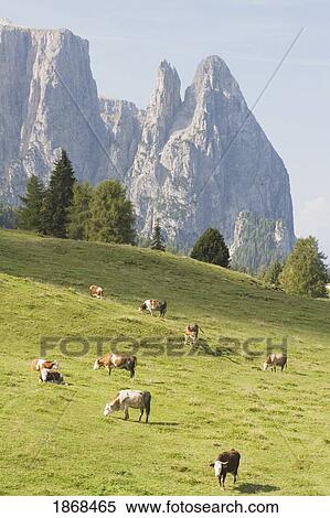 Stock Photography - Cattle Grazing, Siusi Allo Sciliar; Alto Adige, Italy. Fotosearch