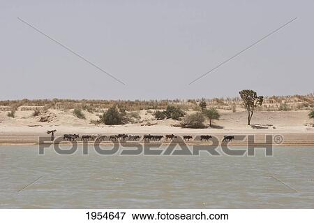 Stock Photo - Cattle herder along the shores of the Niger River between Sebi and Niafunke, Mali. Fotosearch