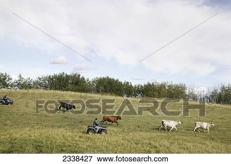 Stock Photo - Cattle Herding; Saskatchewan, Canada. Fotosearch