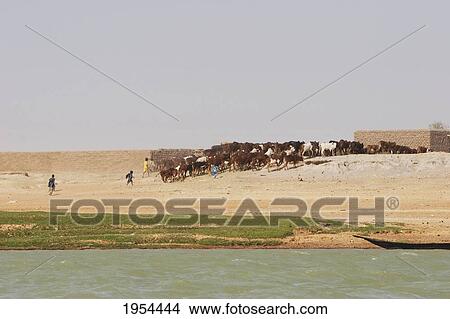 Picture - Cattle in a village along the shores of the Niger River between Mopti and Lake Debo, Mali. Fotosearch