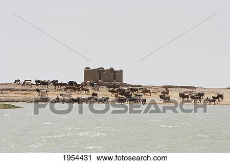 Stock Image - Cattle in a village along the shores of the Niger River between Mopti and Lake Debo, Mali. Fotosearch