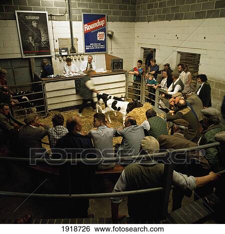 Stock Photograph - Cattle Market, Melton Mowbray. Fotosearch
