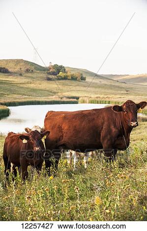 Cattle on a grassy slope with a pond in the background; North Dakota, United States of America View Large Photo Image Stock Photo - Cattle on a grassy slope with a pond in the background; North Dakota, United States of America. Fotosearch