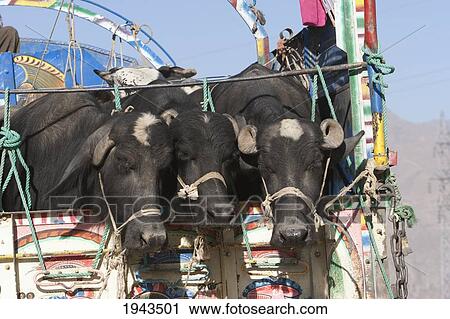 Cattle On A Truck On The Kabul To Sarobi Road, Kabul Province, Afghanistan View Large Photo Image Stock Image - Cattle On A Truck On The Kabul To Sarobi Road, Kabul Province, Afghanistan. Fotosearch