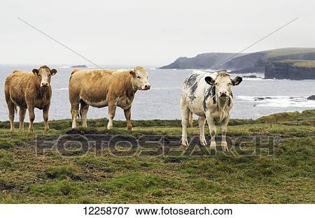 Stock Photo - Cattle on grassy cliff overlooking rugged coastline in the distance; Kilkee, County Clare, Ireland. Fotosearch
