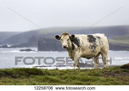 Stock Photograph - Cattle on grassy cliff overlooking rugged coastline in the distance with fog; Kilkee, County Clare, Ireland. Fotosearch