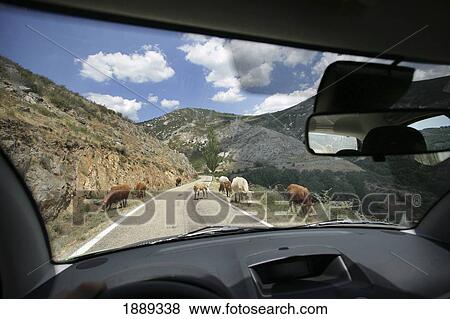 Stock Photo - Cattle On The Road.. Fotosearch